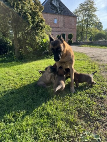 Beļģijas aitu suns (Malinois)