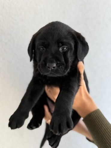 Labradors retrivers