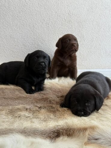 Labradors retrivers